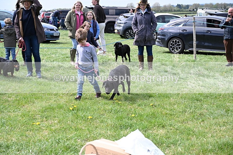 WJ6_8986 - Class 8 Best Working / Gun Dog or Bitch