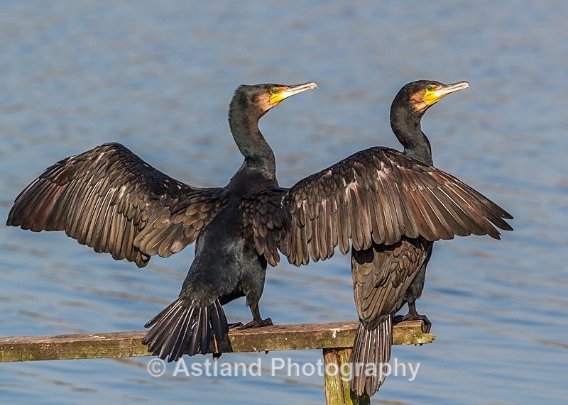 Astland Photography, Bird and Wildlife Images, Susan and Peter Wilson, U.K.