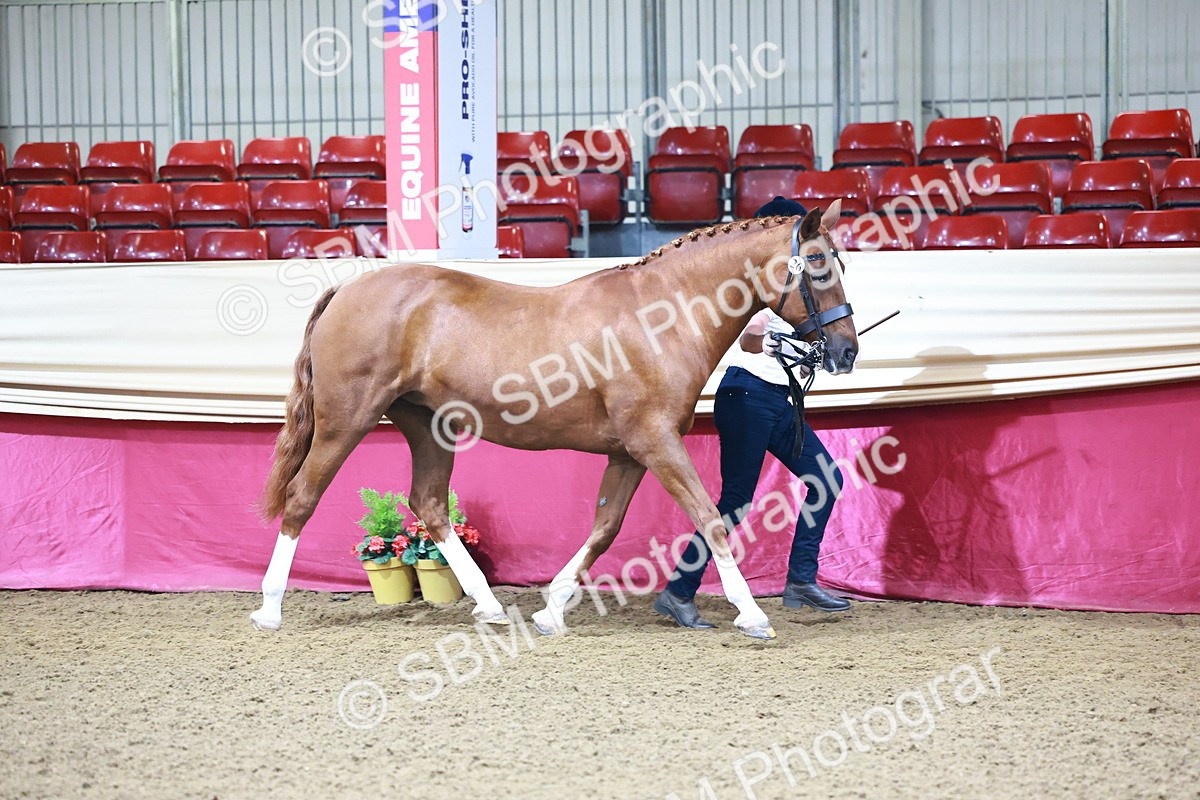 SBM_21664 - Class 901 - Supreme Final - IH  Diamond