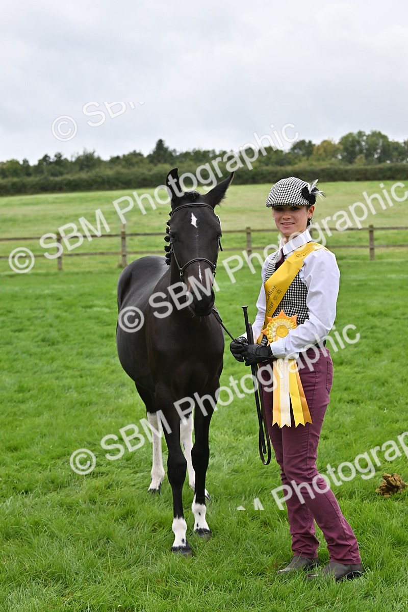 SBM_57583 - S46 - Part Bred Arab & Native Pony In Hand