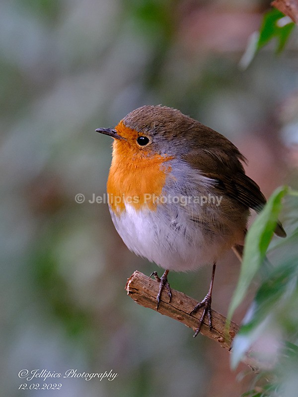  - Wildlife and Nature
