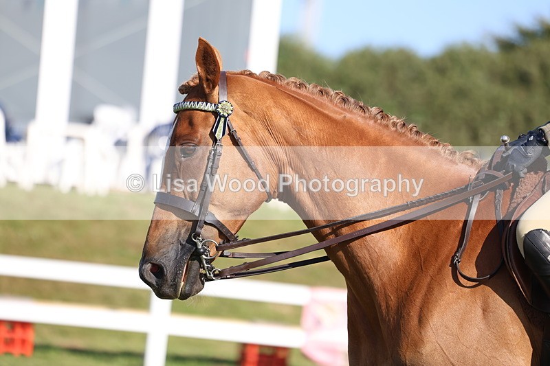 3E7A5520 - Class 2: Rising Star Large Hack/Riding Horse