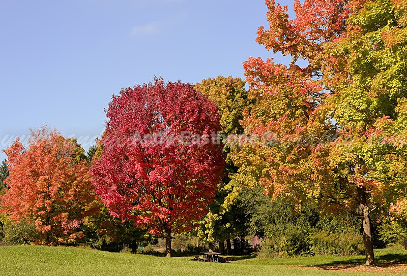 Bronte Park, Burlington - Autumn in Canada
