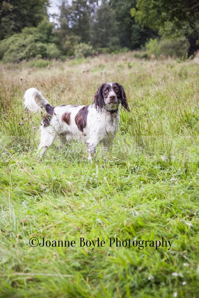  - Dog Portrait Photography