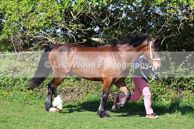 3E7A8599 - Class 13: M & M Large Breeds