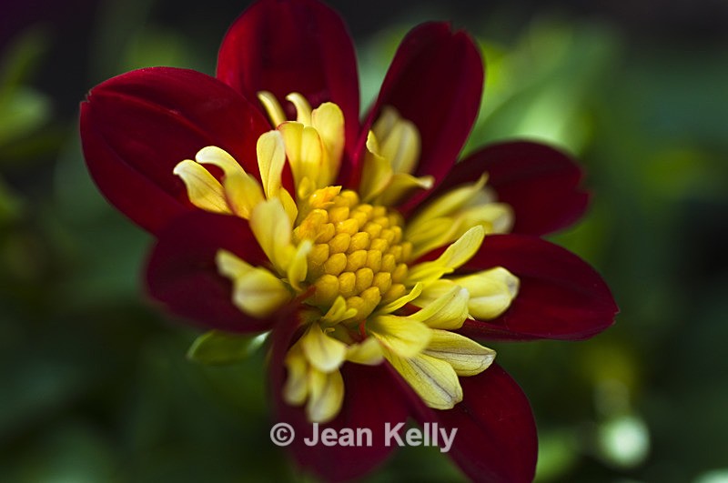 Flower - 0003 - Red