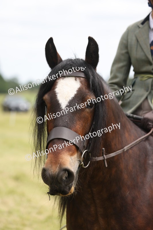 20260614-2913 - Class 22 - Open Working Hunter
