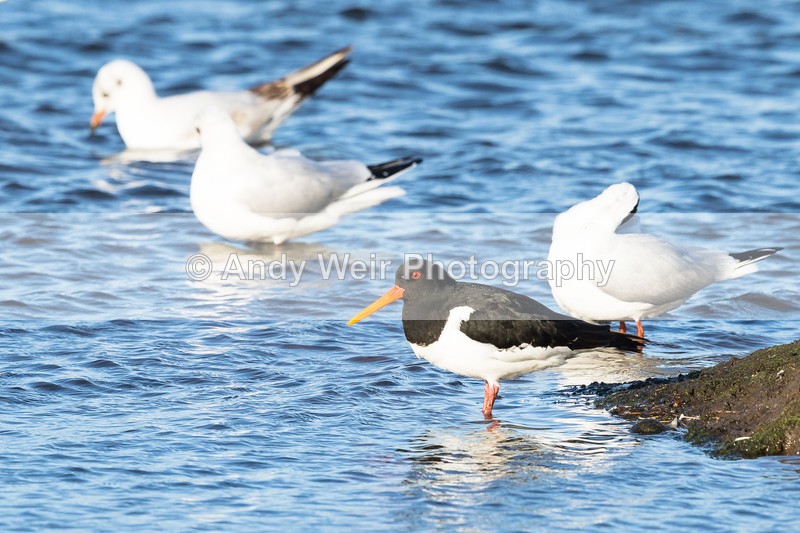 20170314-8E0A4056 - Oyster Catcher