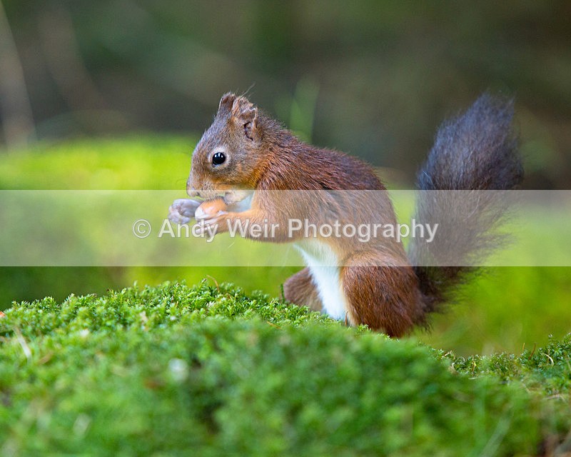 20141010-3K8A6471 - Red Squirrel