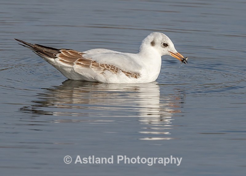 Astland Photography, Bird and Wildlife Images.