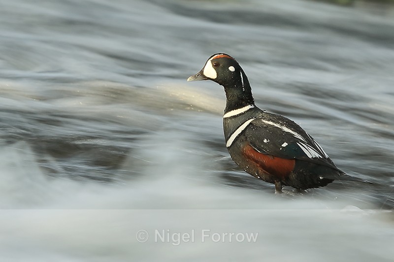 Harlequin Duck (male), fast water, River Laxa, Iceland - Harlequin Duck