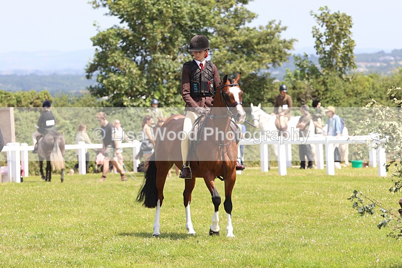 JPP_2620 - Class 21: Working Hunter 60cm