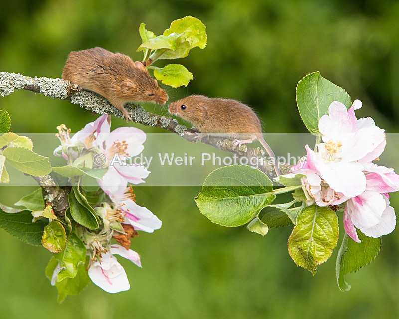 20150515-8E0A9927 - Harvest Mouse