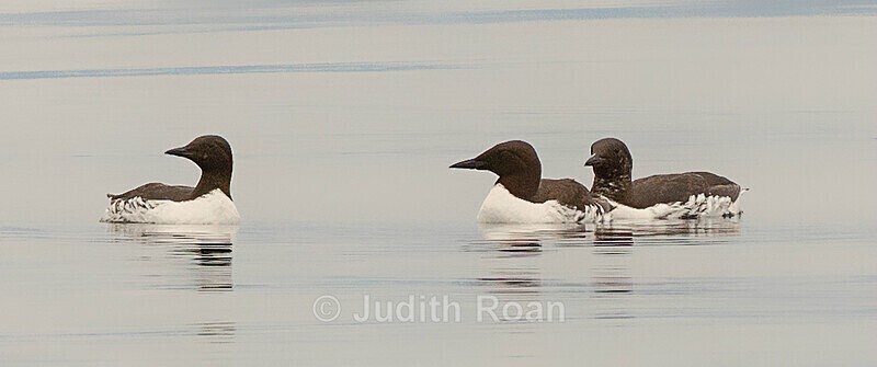 Common Murre - Southeast Alaska