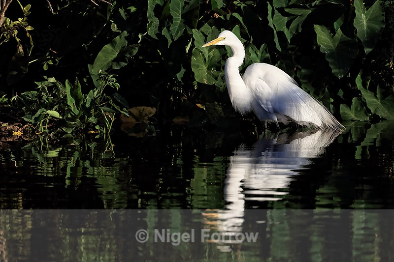 Great Egret reflection, Gatorland, Florida, USA - Great Egret