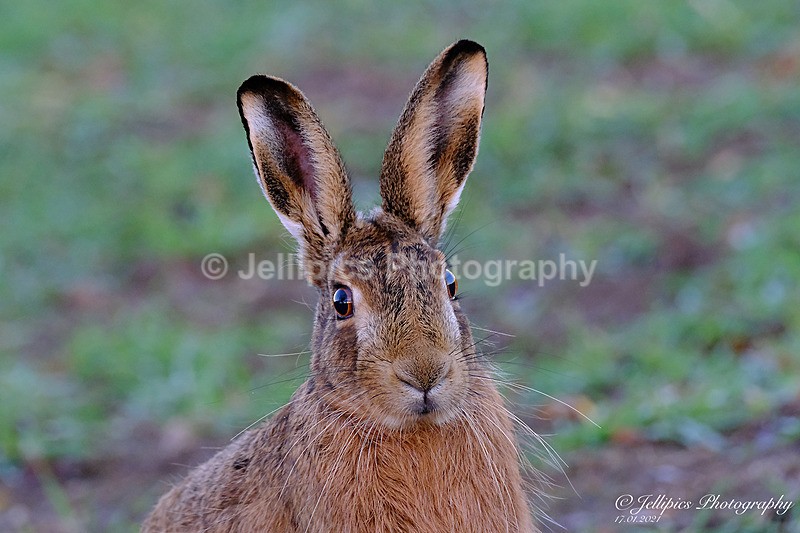  - Wildlife and Nature