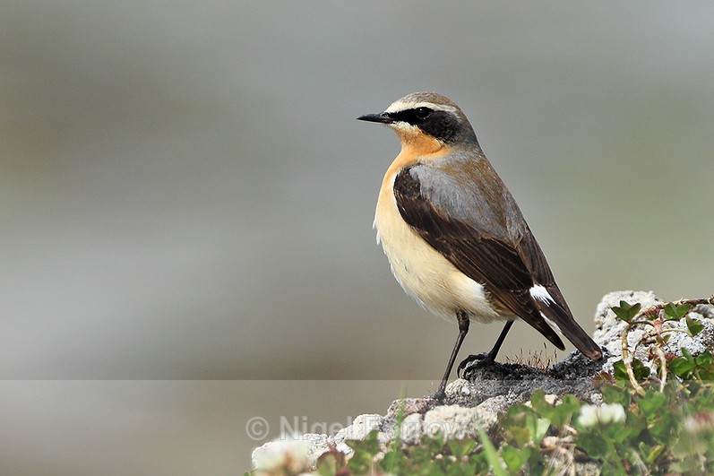 Wheatear (male) perched on a rock near New Grimsby, Tresco - Wheatear