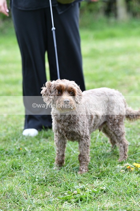 WJ5_9380 - Class 1 Best Cross Breed / Heniz 57