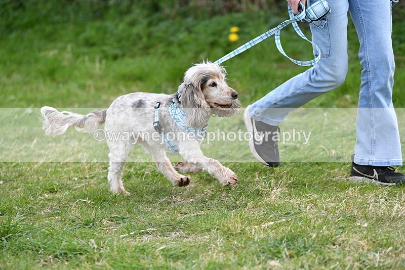 WJ5_0102 - Class 5 Best Veteran / 7 years & over