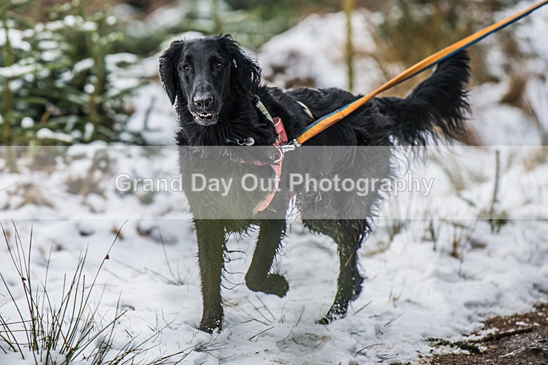 Glentress-2353 - High Terrain Events Glentress 10K 21K & 42K Trail Races Sunday 16th February 2025