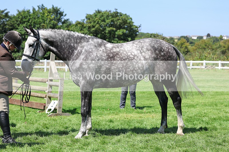 3E7A9051 - Class 6: Open Working Horse