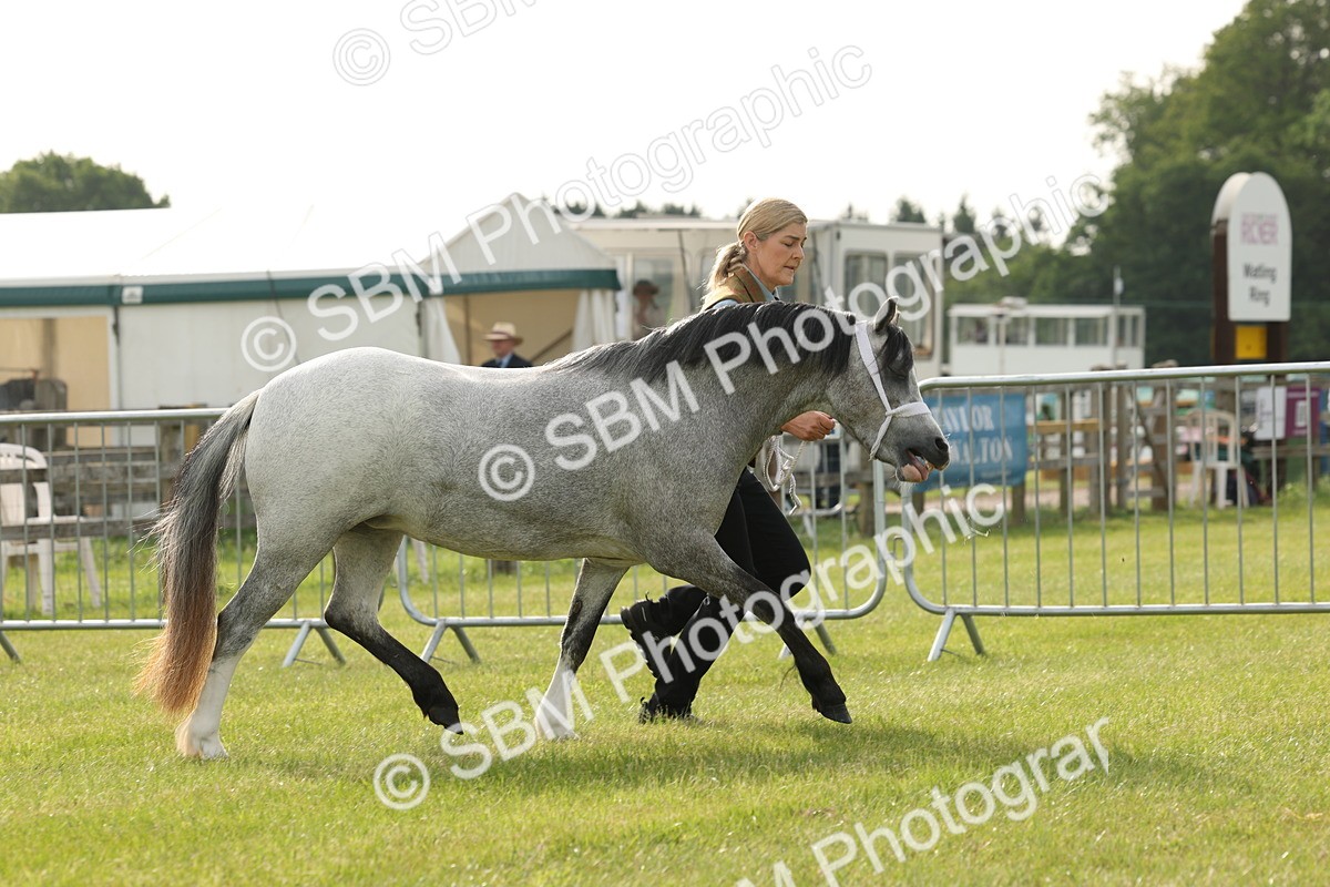 SBM_00409 - Class 6-13 - Mountatin and Moorland In Hand Welsh Breeds