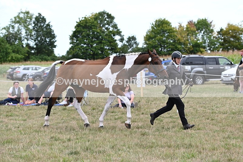 WJ6_6078 - Class 19 In-hand Veterans (Uploaded correct folder)