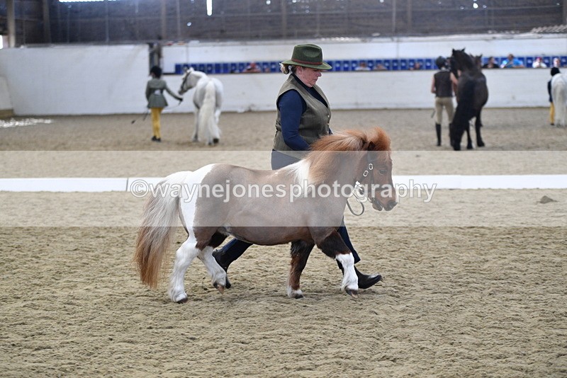 WJ5_4880 - Class 7 In hand coloured / odd coloured