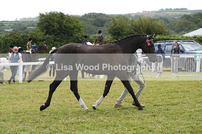 DSC06025 - Class 54: Hunter/Riding Horse/Hack 1 & 2 yr olds