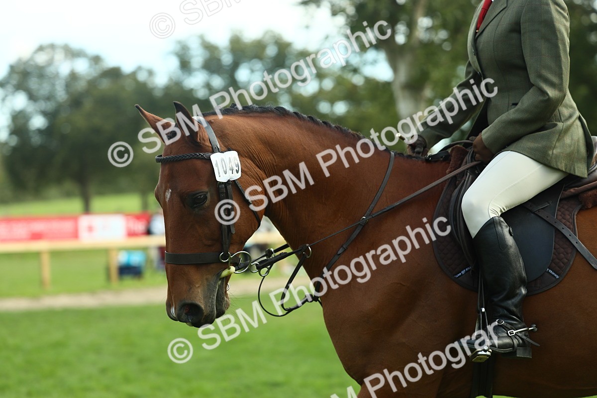 SBM_50687 - S33 - Working Hunter & Working Show Horse