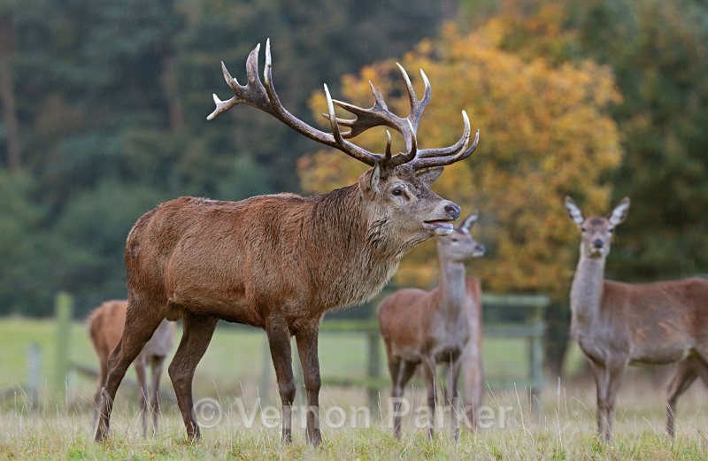 Red Deer, Rutting time - Wildlife