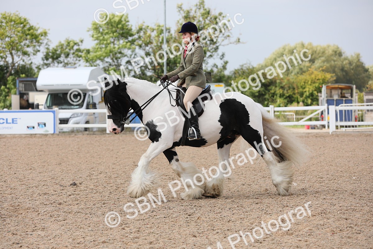 SBM_13354 - Class 308 Ridden Coloured Horse