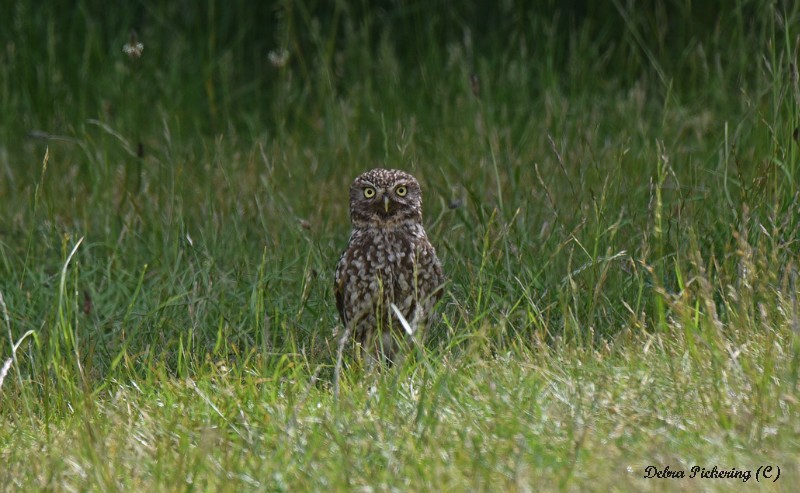 Little Owl - Owls