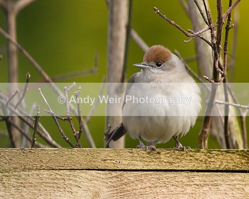 20090103-086 - Warblers