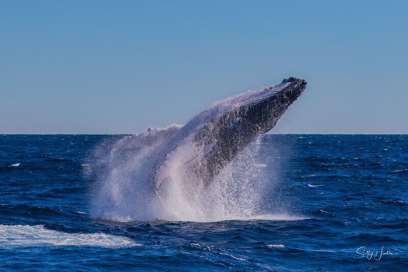 Humpback Breach into the wind 6. 0A3A2715 - 2025 Whales