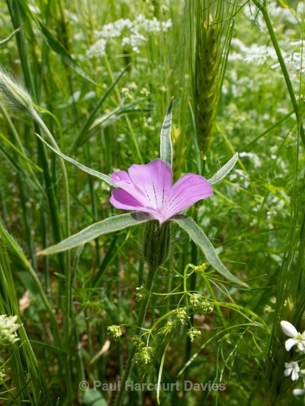 Corncockle (Agrostemma githago)  - Gargano - Wild Flowers