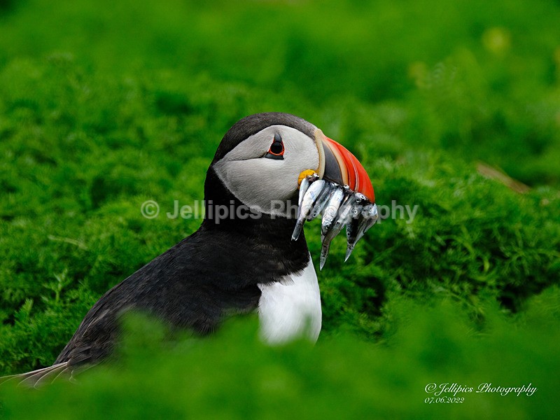  - Wildlife and Nature