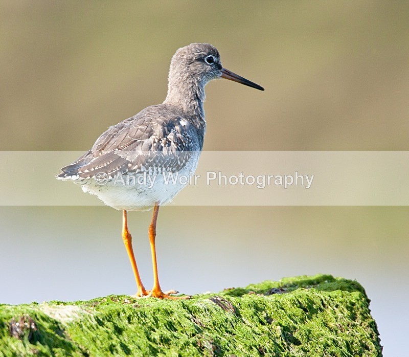 20080928-013 - Redshank