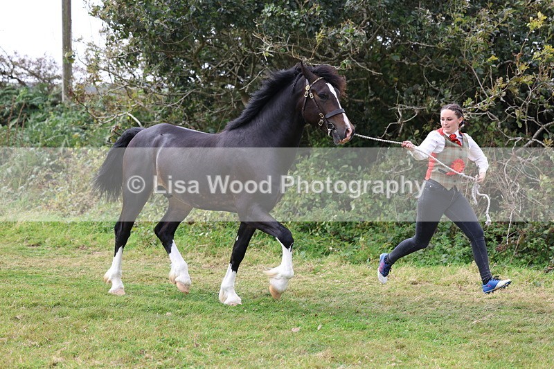 3E7A5707 - In Hand Championship