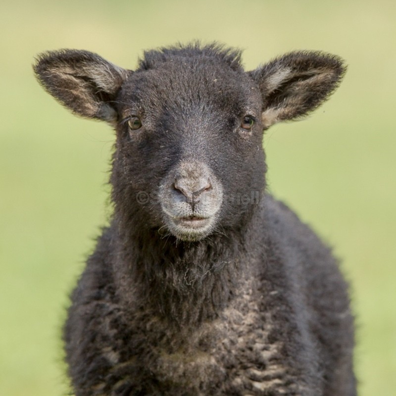 Black Lamb SD2566 - Greeting Cards