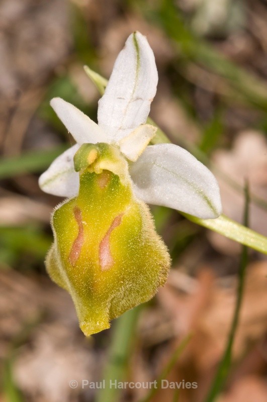Hornet Ophrys yellow variety (Ophrys crabronifera var chlorantha) - Orchids - Ophrys