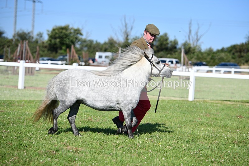 DSC_5743 - Class 49: NPS Shetland Youngstock