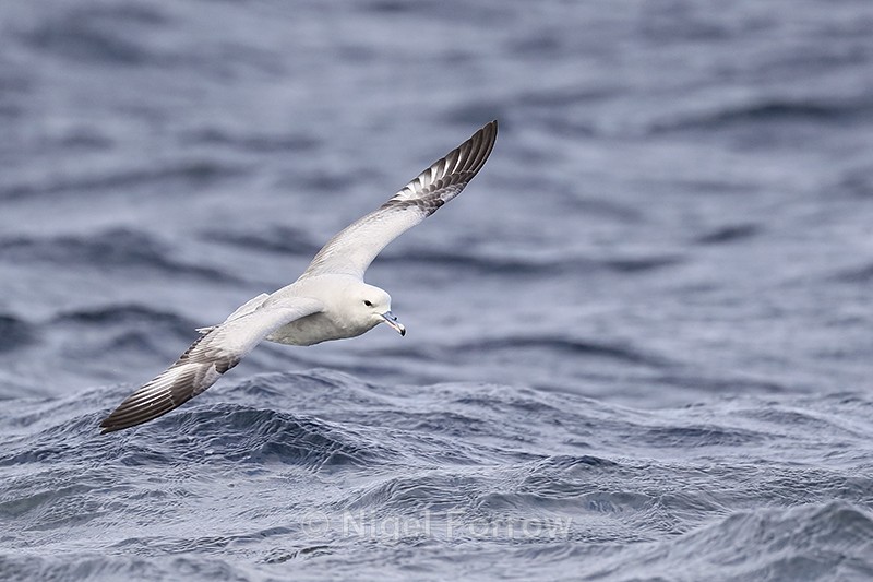 Southern Fulmar low over waves, South Africa - Southern Fulmar