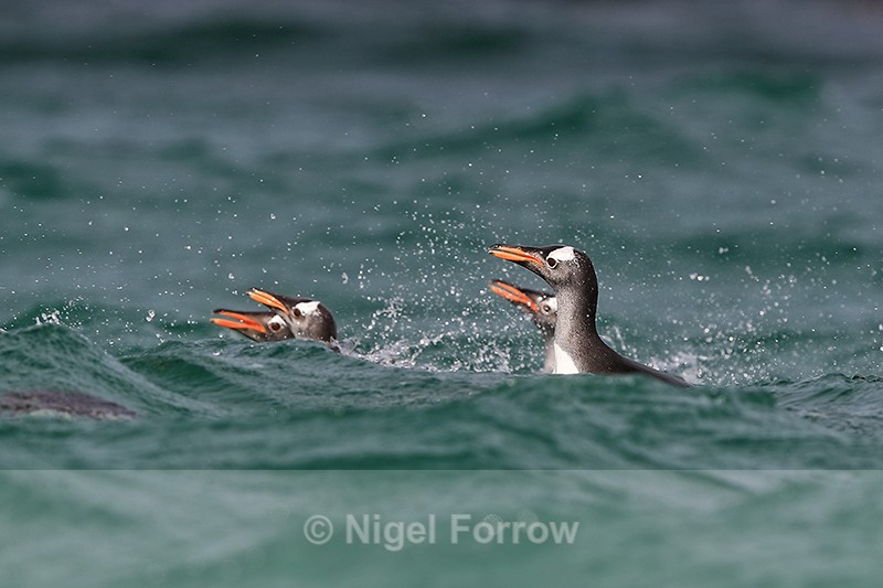 Gentoos surface off Carcass Island, Falklands - Gentoo Penguin