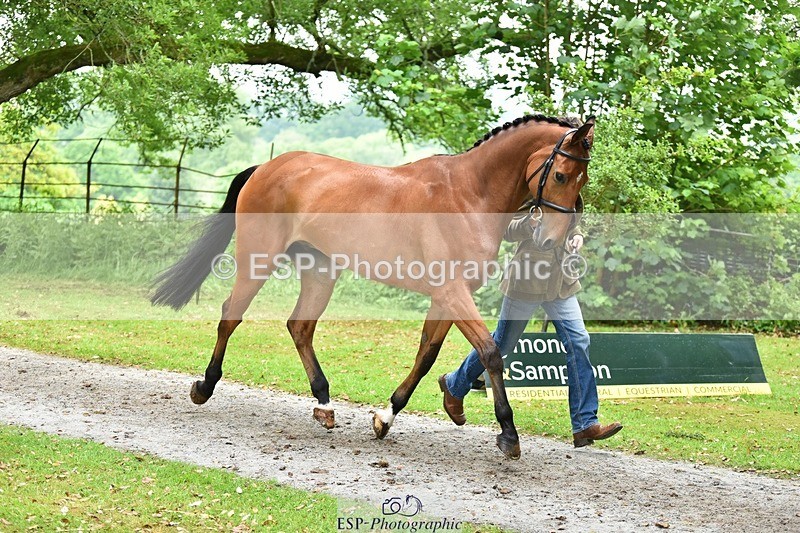 240522-171818-01517 - 264-BLS_ABSOLUTELY-William_Fox-Pitt