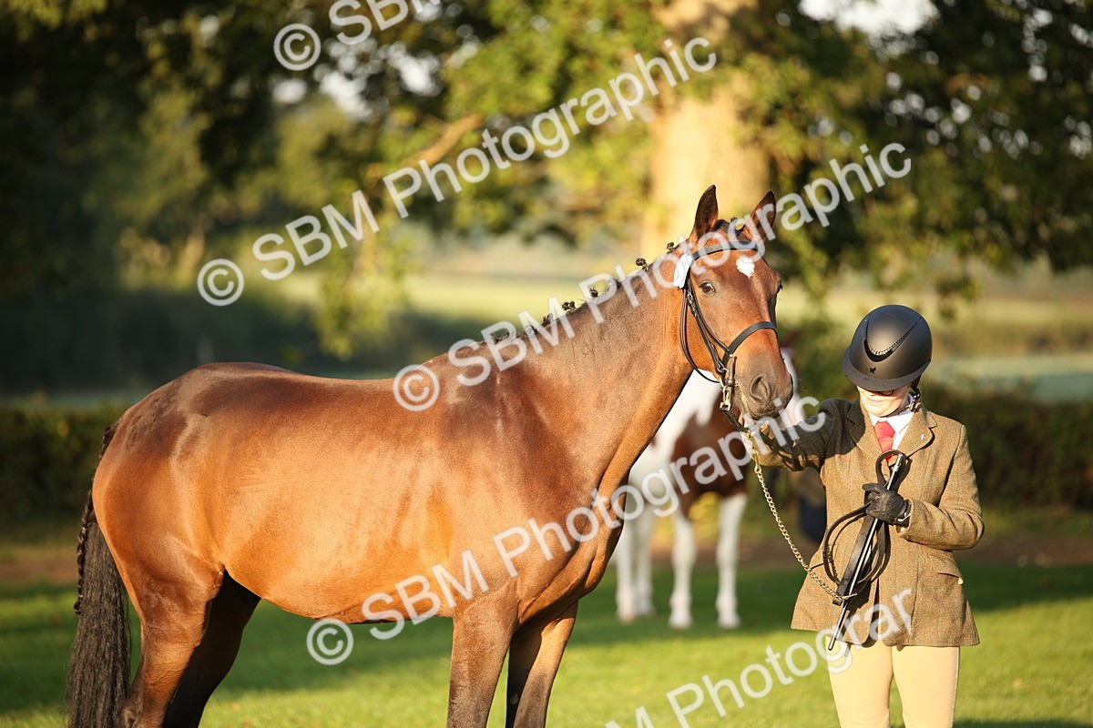 SBM_56865 - S49 - Riding Horse & Hack & Thoroughbred In Hand