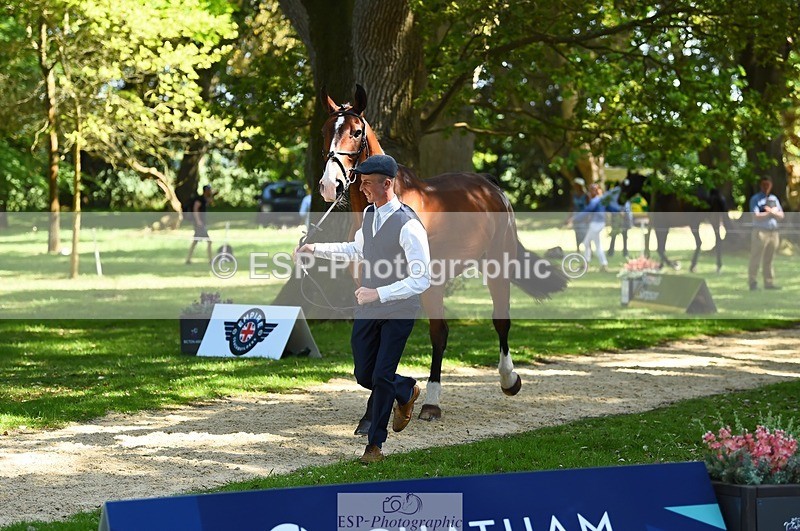 230524-152404-00241 - 325-LONESTAR-Thomas_Hawke-WEDTrotUp+DR