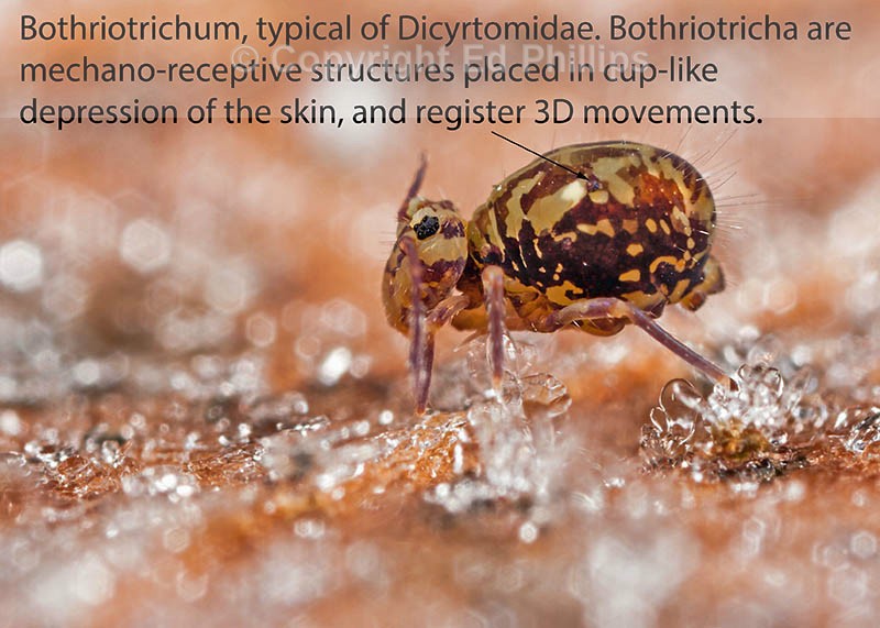 Dicyrtomina saundersi (f)