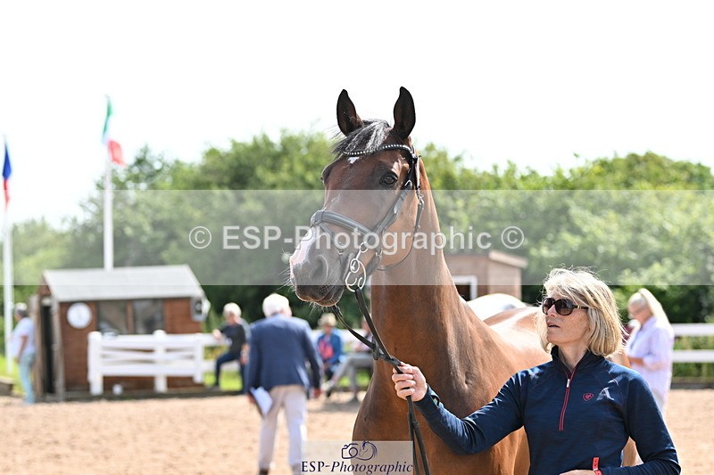 240717A-155804-03225 - Trot Up 3pm to 4pm