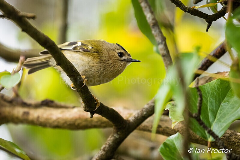 Goldcrest side profile - Nature